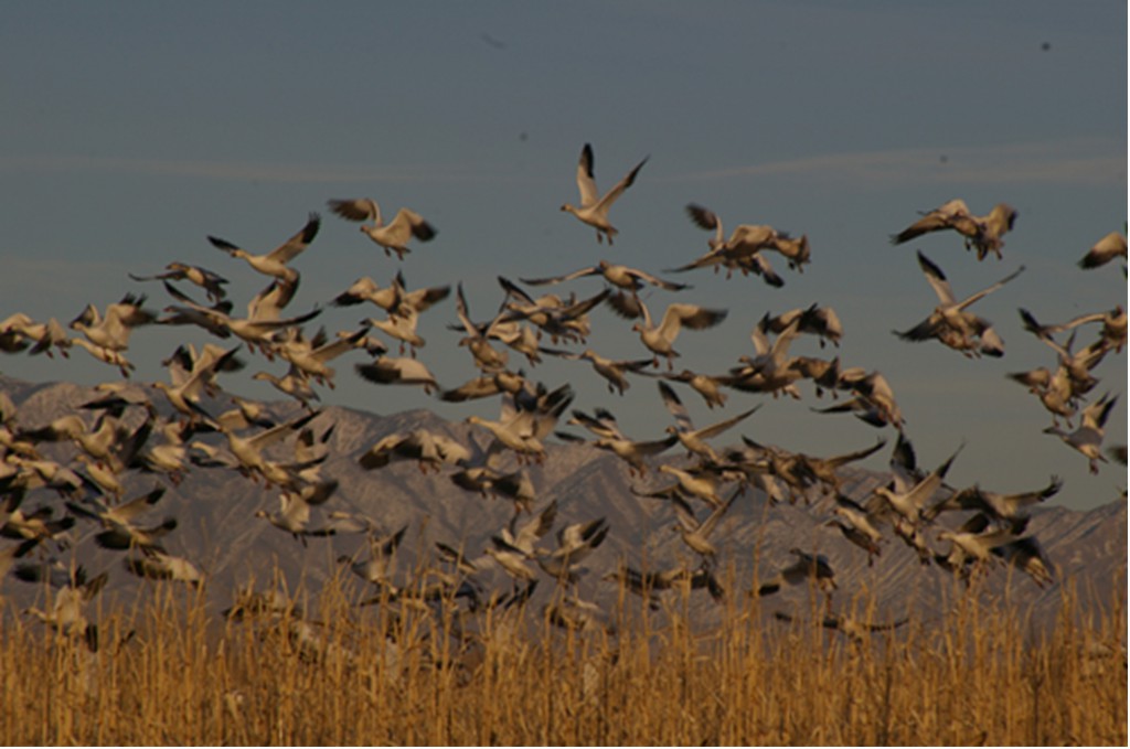 snowgeese