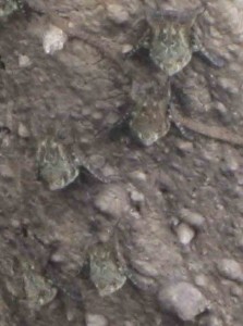 bats
